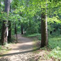 Waldweg am Rollstuhlwanderweg