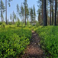 Päihäniemen Naturpfad