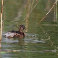 Zwergtaucher