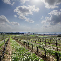 Weinrebe 2022-03-22 K30R-10