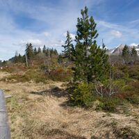 Weg über Moorgebiet - Familien- und Themenweg Gäggersteg
