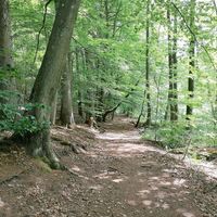 Durch das Felsbachtal zum Brückweiher