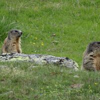Murmeltiere am Weg zur Similaunhütte