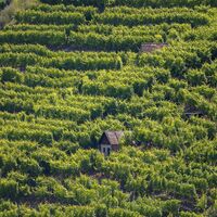 Felsengärten bei Besigheim