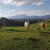 Weide mit Schöcklblick bei Weiz in der Oststeiermark