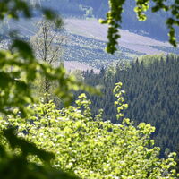 Ausblick auf einen Fichtenwald