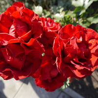 Rote Rosen