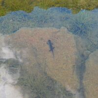 Eisenerzer Reichenstein und Krumpensee ab/bis Hirnalm