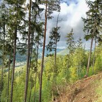 Waldweg am Rennsteig