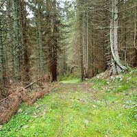 Waldweg