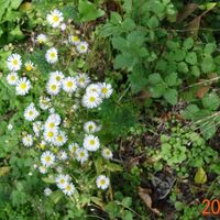 Flora