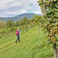 Entlang der Weingärten in Richtung Kulm in der Oststeiermark