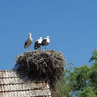 Störche auf Dach am Storchenwanderweg Winden