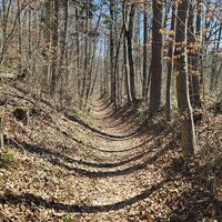 Schöner Singletrail parallel zur Straße Richtung Heiligenkreuz