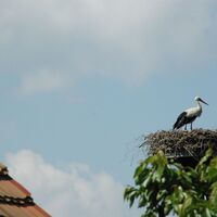 Lugaer Storch