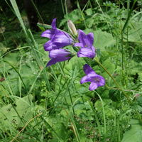 Flora: