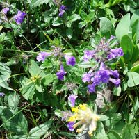 Flora: Alpen-Steinquendel