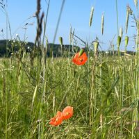 RI15 Schullandheim Route Mohn