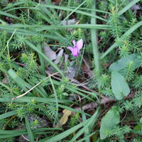 Flora