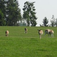 Wildgehege bei Ort Edlesberg