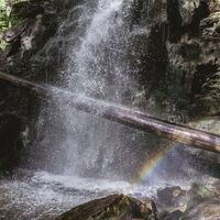 Baumstamm bei den Zweribachwasserf lle High Res 26297