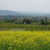 Blick auf die Obstbaumsiedlung