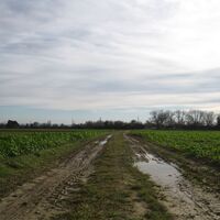 Fels - Absdorf