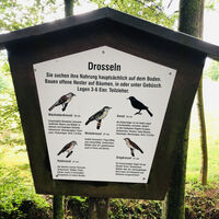 Heimische Drosseln