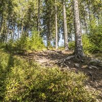 Wald am Schluchsee