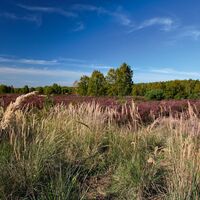 Wahner Heide
