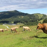 Kühe beim Almgasthaus Angerwirt_Naturpark Almenland_Oststeiermark