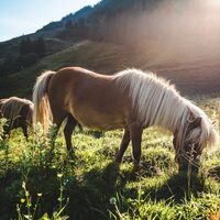 Kirchberg_Sommer_Kitzbüheler Alpen-Brixental_Mathäus Gartner (2019)_FULL23.jpg