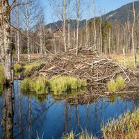 Eine Bieberburg am Moor- und Streuwiesenpfad in Pfronten
