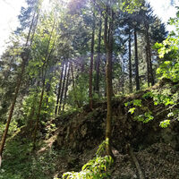 Waldschönheit Frauenwald