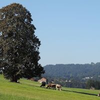 Wandern in Langenegg