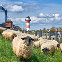 Schafe auf dem Elbdeich im Alten Land am Elbstrom
