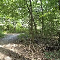 Laab im Walde
