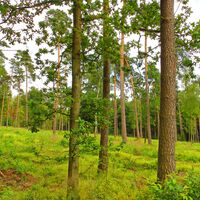 Kleines Wäldchen zwischen dem Ahauser Bach und der Trienenwiese