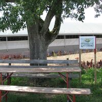 Hühnerfarm glückliche Hühner