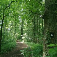 Durch lichten Laubwald am Wanderweg 4 unterwegs
