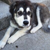 das ist Baloo der neue Hüttenhund