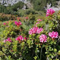 Alpenrosen