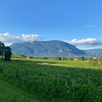 Blick auf die Weinberge des Bugey und den Grand Colombier