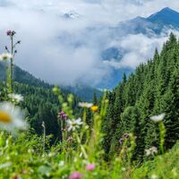 Blumenwiese mit Blick auf die Hohen Tauern