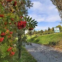 Tierwelt Herberstein  im Apfelland-Stubenbergsee in der Oststeiermark