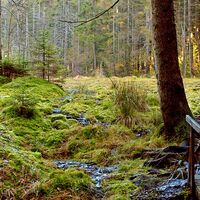 Grünheider Hochmoor