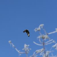 Flug des Bussards
