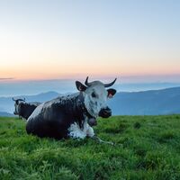 Vosgianische Kuh - Munstertal