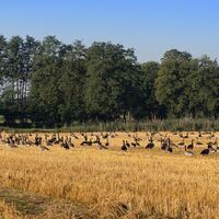 Wildgänse zwischen Lüdersburg und Hittbergen