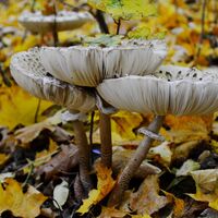 Ohrdruf Schirmpilze